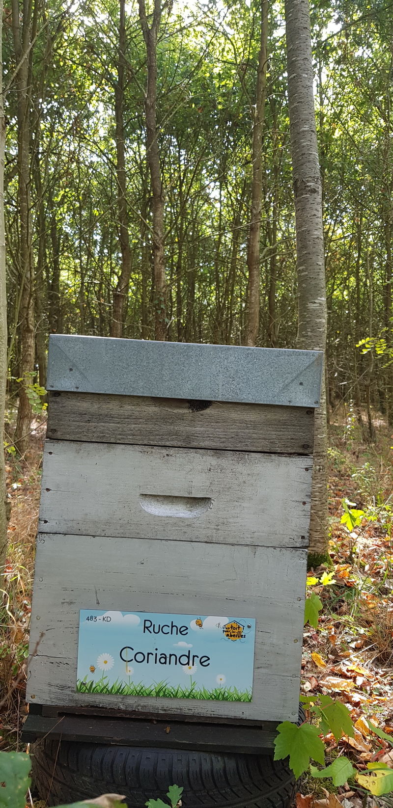 La ruche Coriandre
