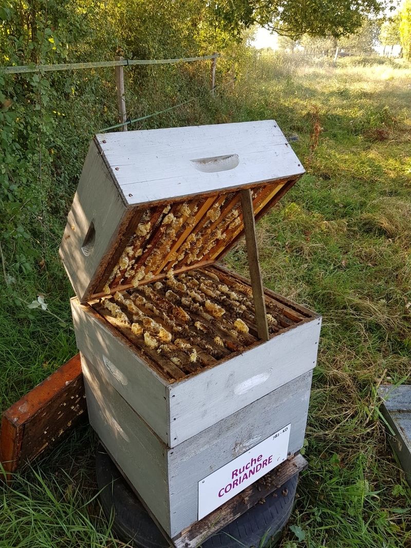La ruche Coriandre