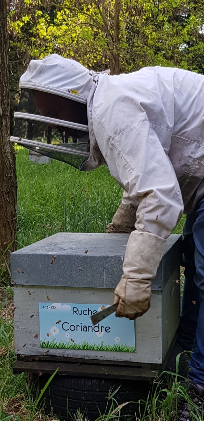La ruche Coriandre