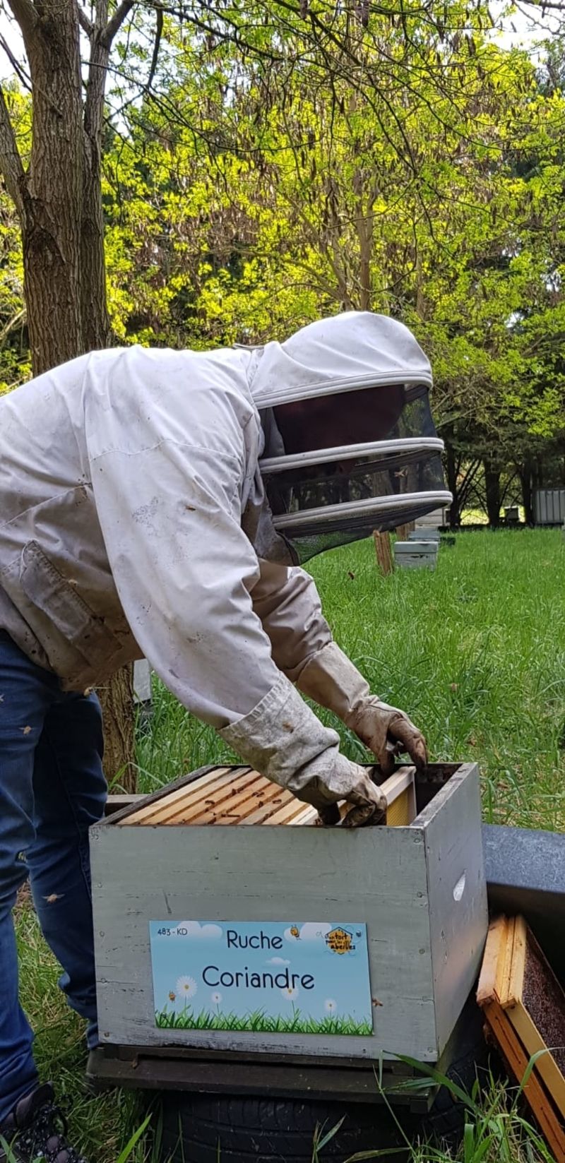La ruche Coriandre