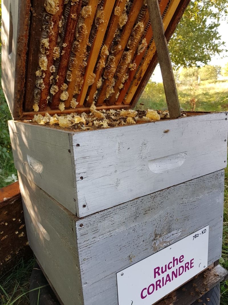 La ruche Coriandre