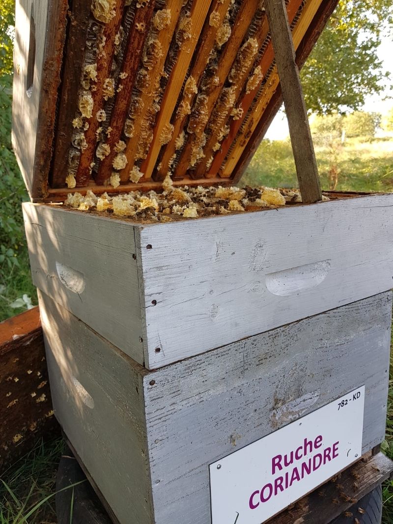 La ruche Coriandre