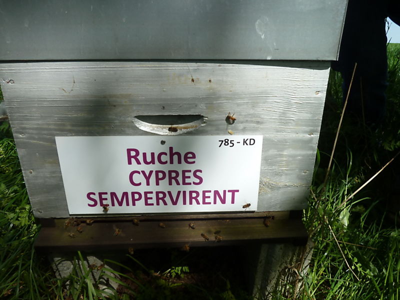 La ruche Cyprés sempervirent