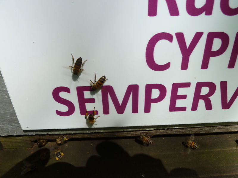 La ruche Cyprés sempervirent