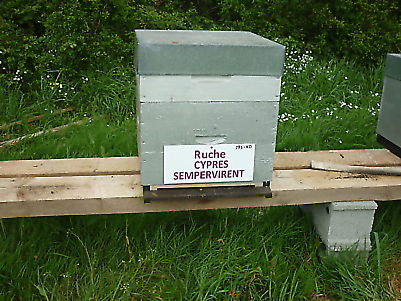 La ruche Cyprés sempervirent