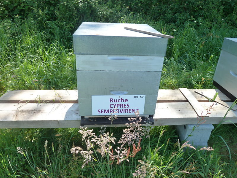 La ruche Cyprés sempervirent