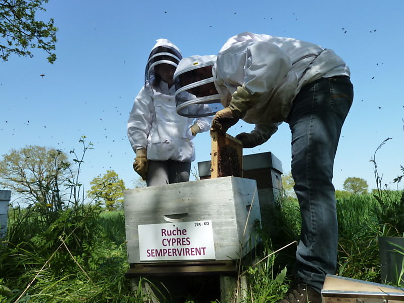 La ruche Cyprés sempervirent