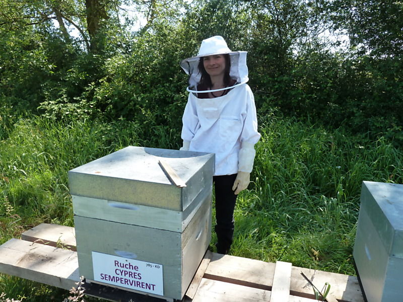 La ruche Cyprés sempervirent