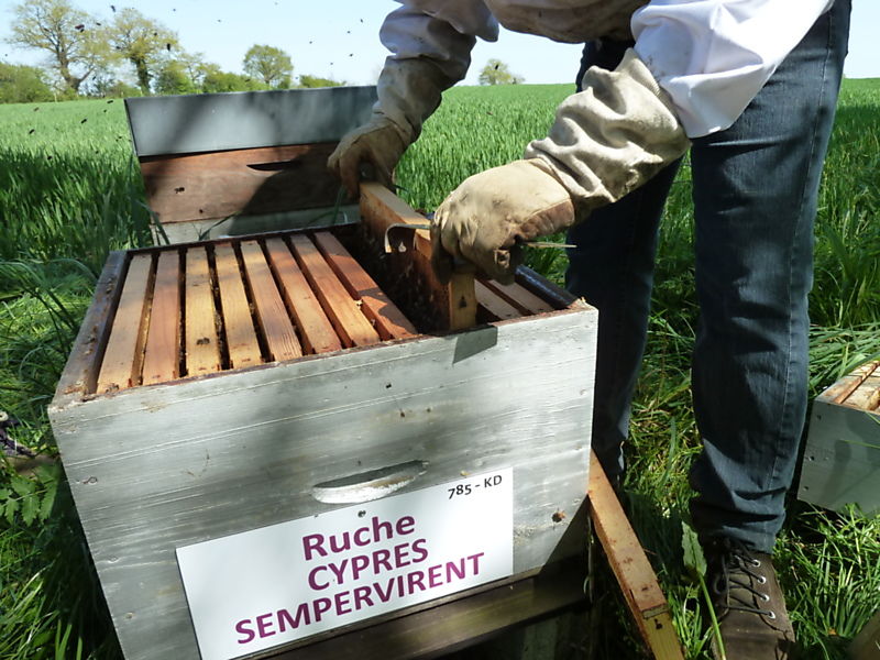 La ruche Cyprés sempervirent