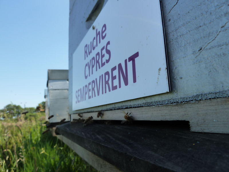 La ruche Cyprés sempervirent