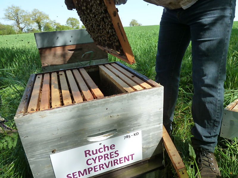 La ruche Cyprés sempervirent