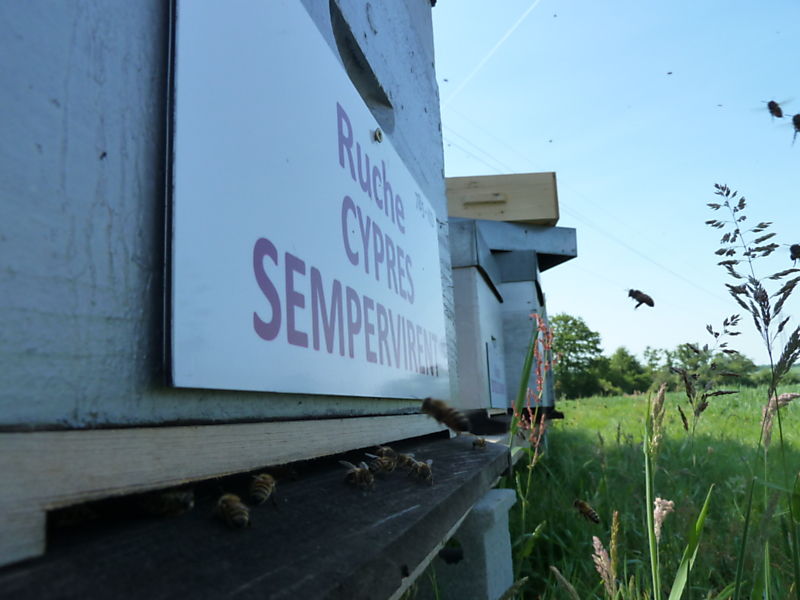 La ruche Cyprés sempervirent