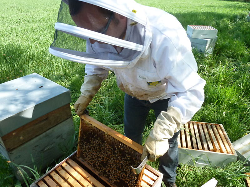 La ruche Cyprés sempervirent