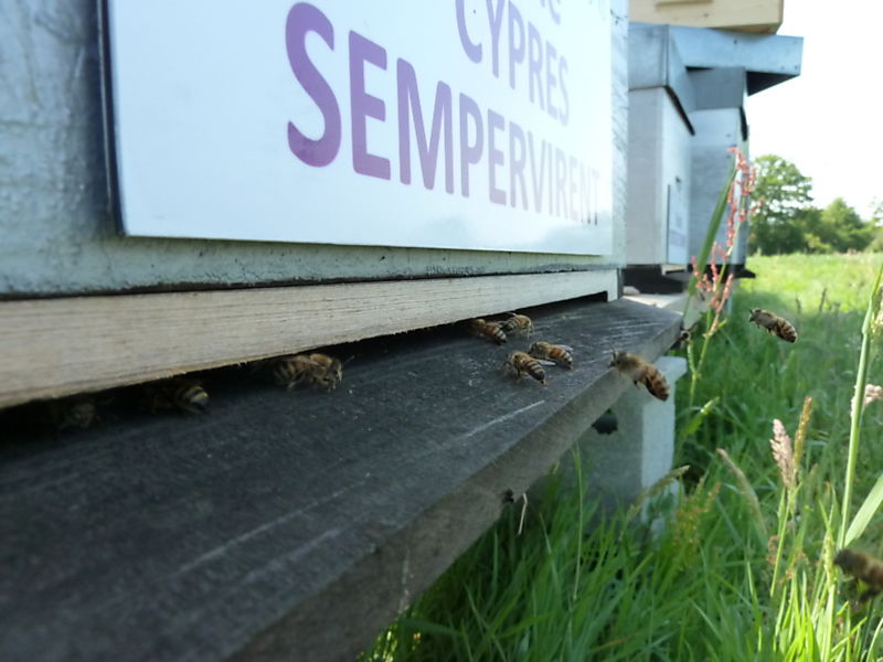 La ruche Cyprés sempervirent