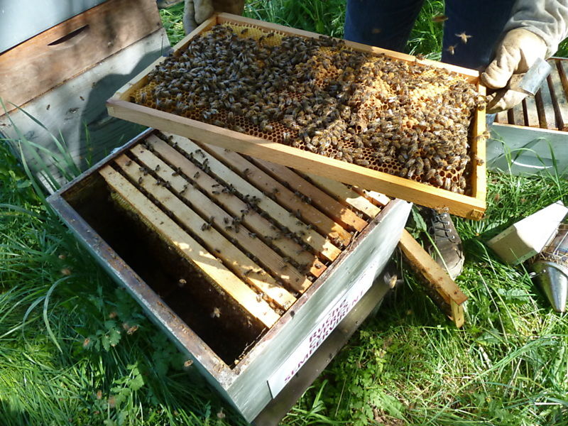 La ruche Cyprés sempervirent