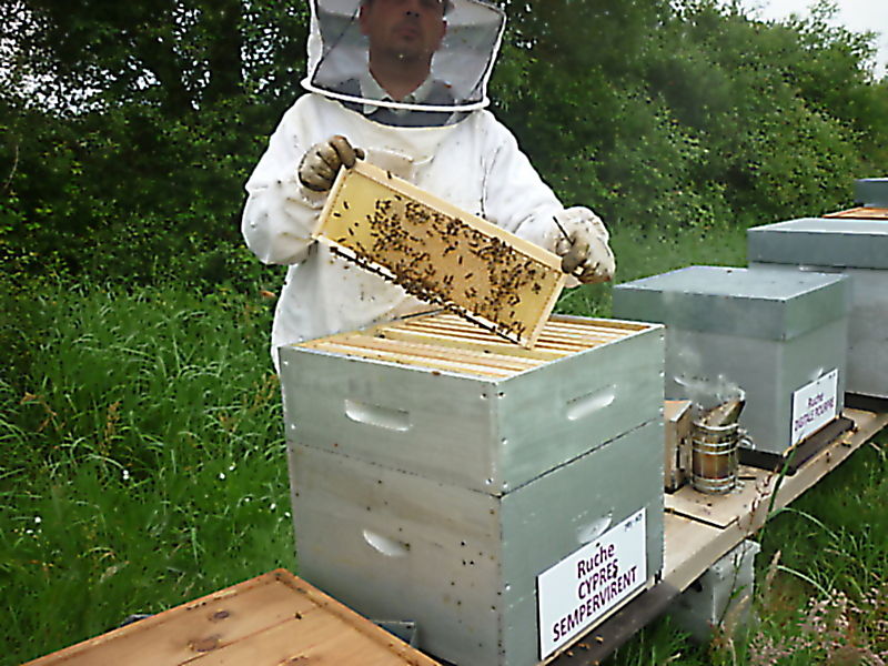 La ruche Cyprés sempervirent