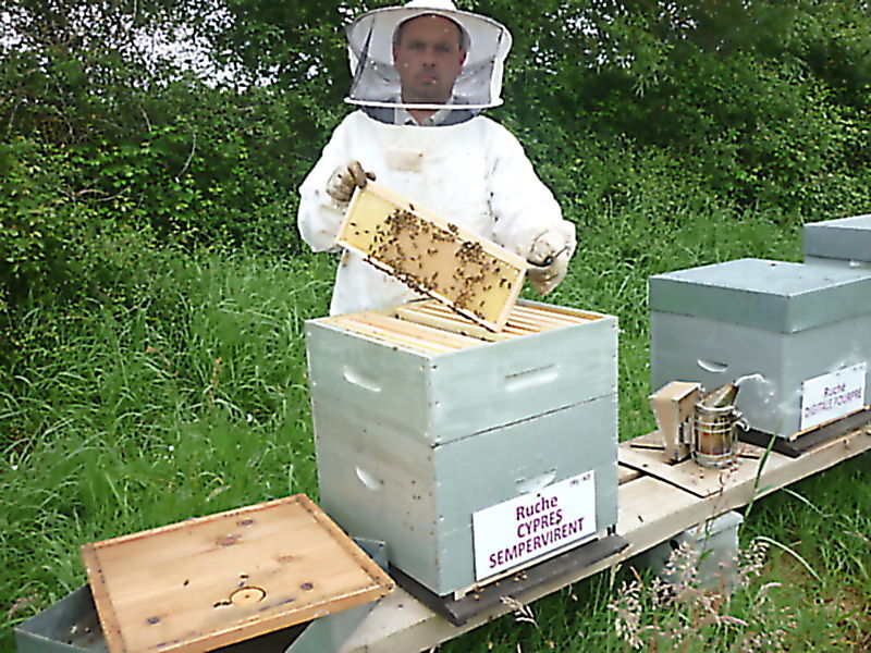La ruche Cyprés sempervirent