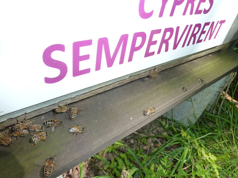 La ruche Cyprés sempervirent