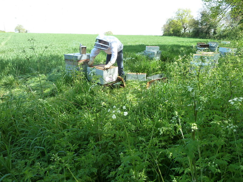 La ruche Cyprés sempervirent