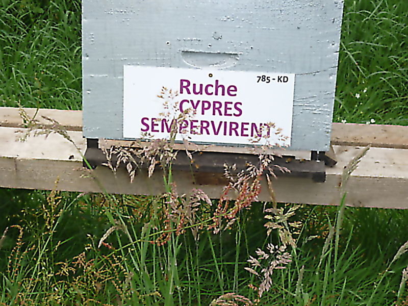 La ruche Cyprés sempervirent