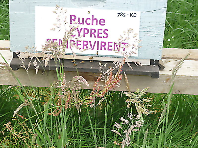 La ruche Cyprés sempervirent