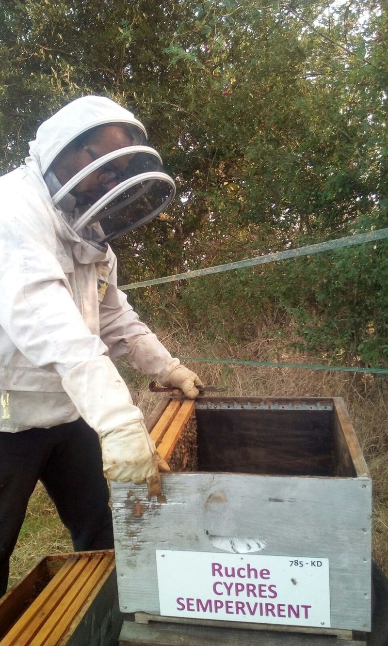 La ruche Cyprés sempervirent
