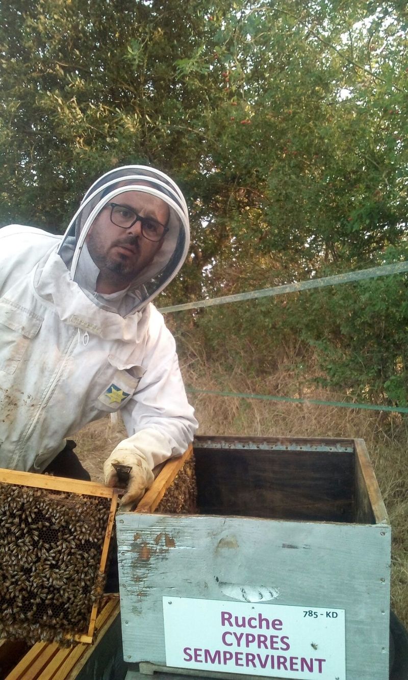 La ruche Cyprés sempervirent