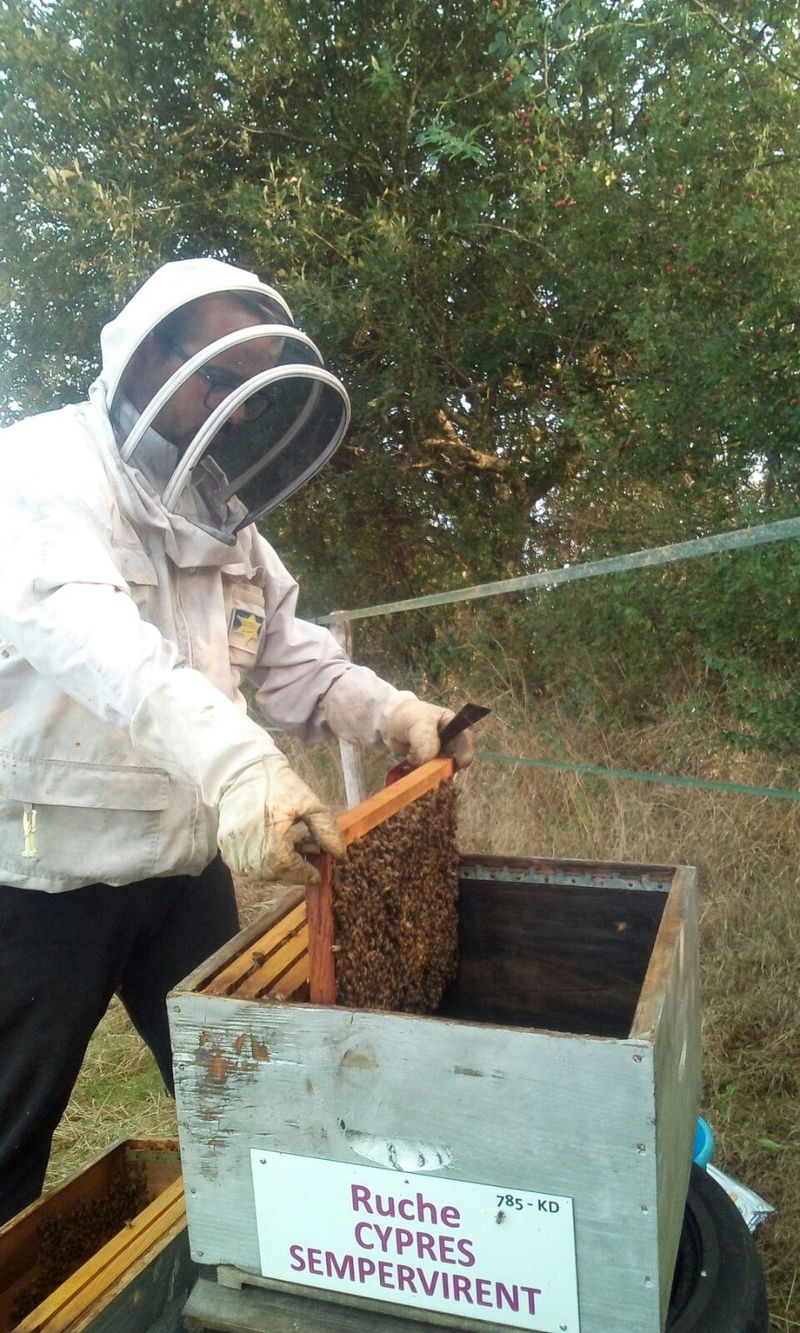 La ruche Cyprés sempervirent