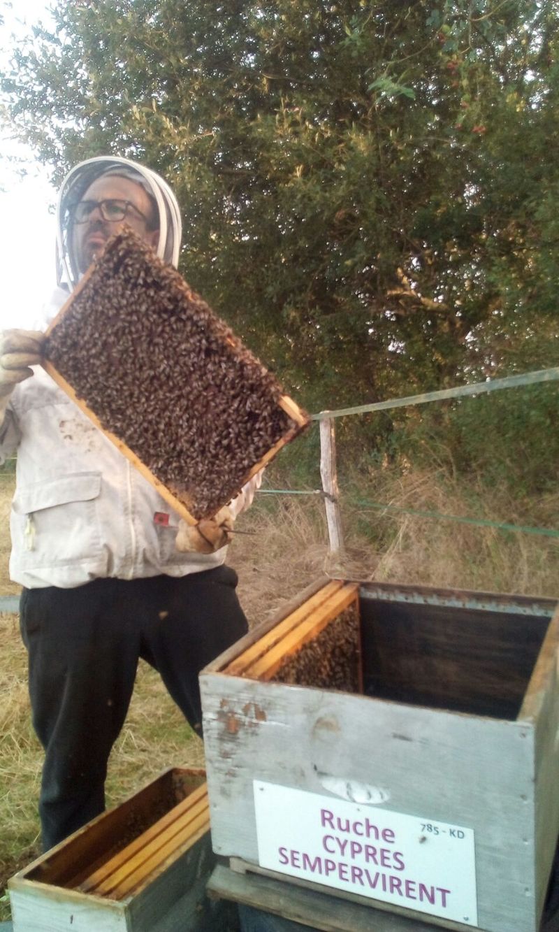 La ruche Cyprés sempervirent
