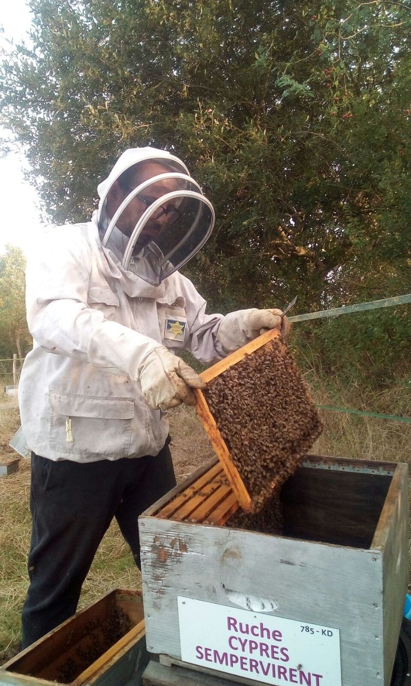 La ruche Cyprés sempervirent