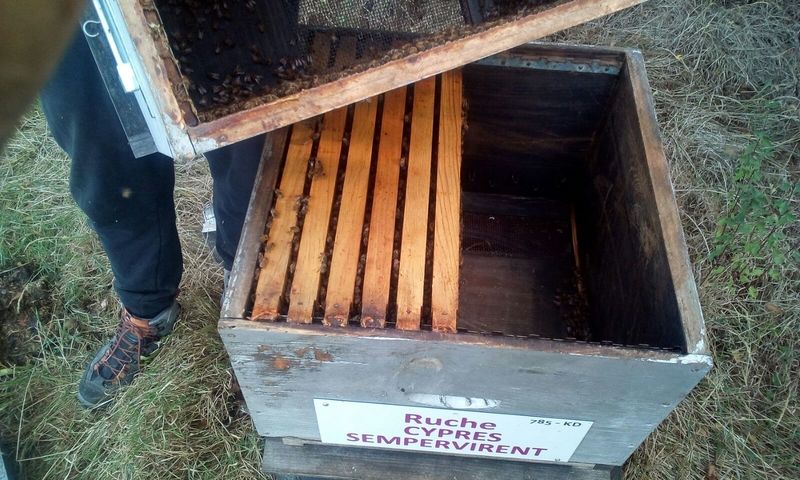 La ruche Cyprés sempervirent