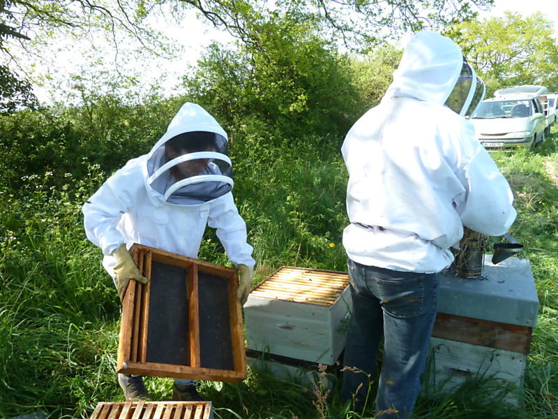 La ruche Cyprés sempervirent