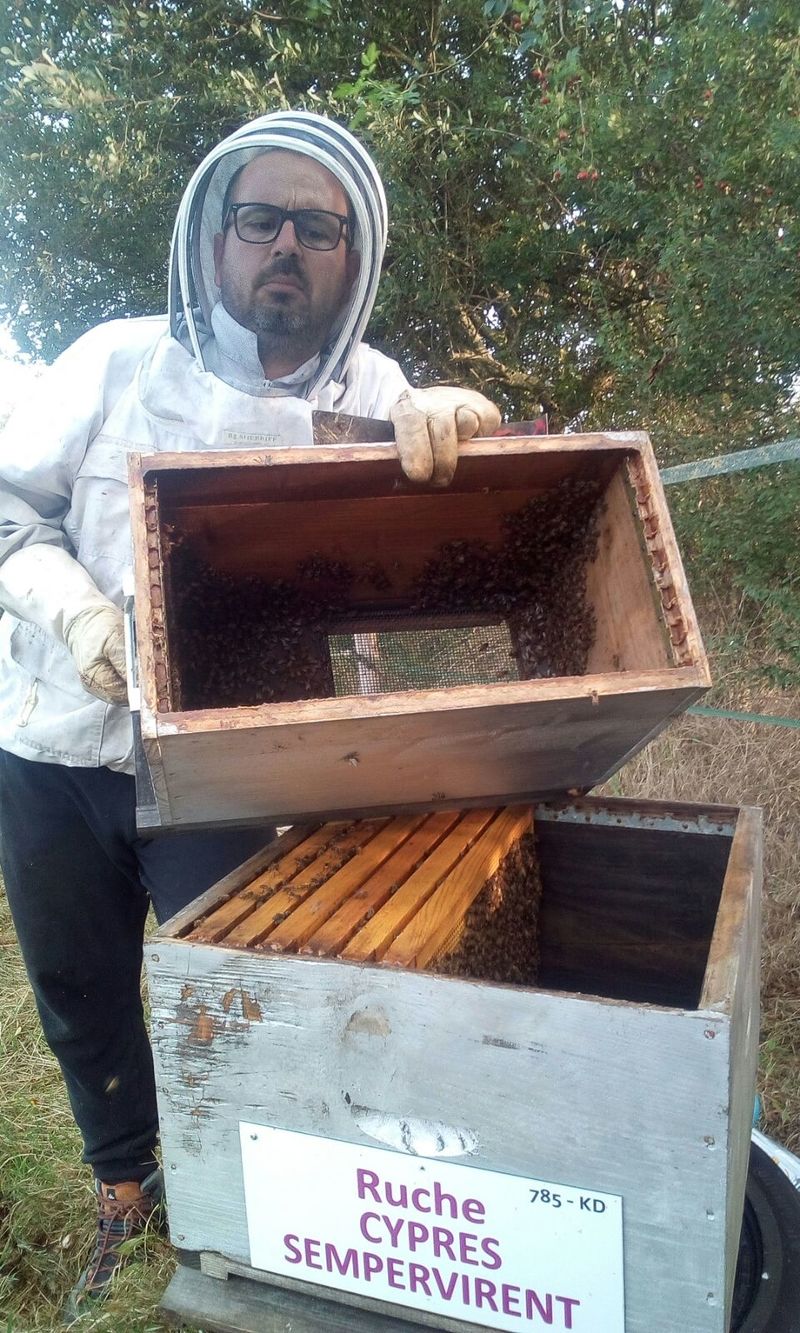 La ruche Cyprés sempervirent