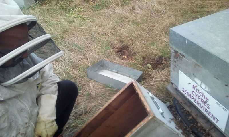 La ruche Cyprés sempervirent