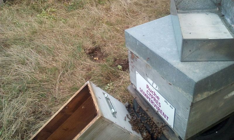 La ruche Cyprés sempervirent