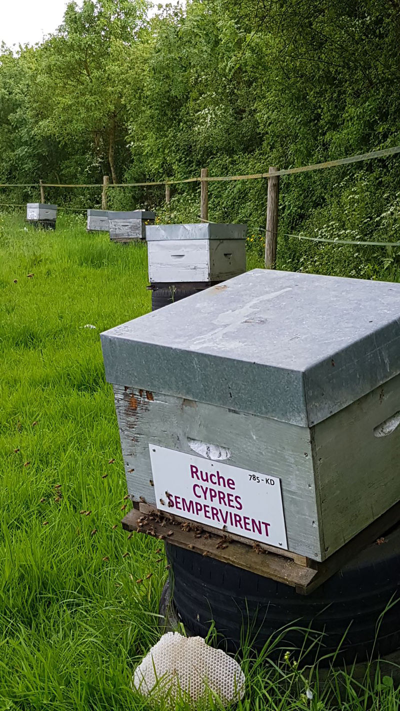 La ruche Cyprés sempervirent