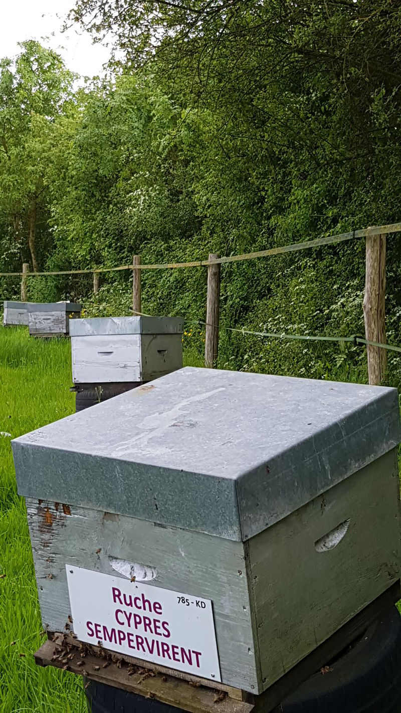 La ruche Cyprés sempervirent