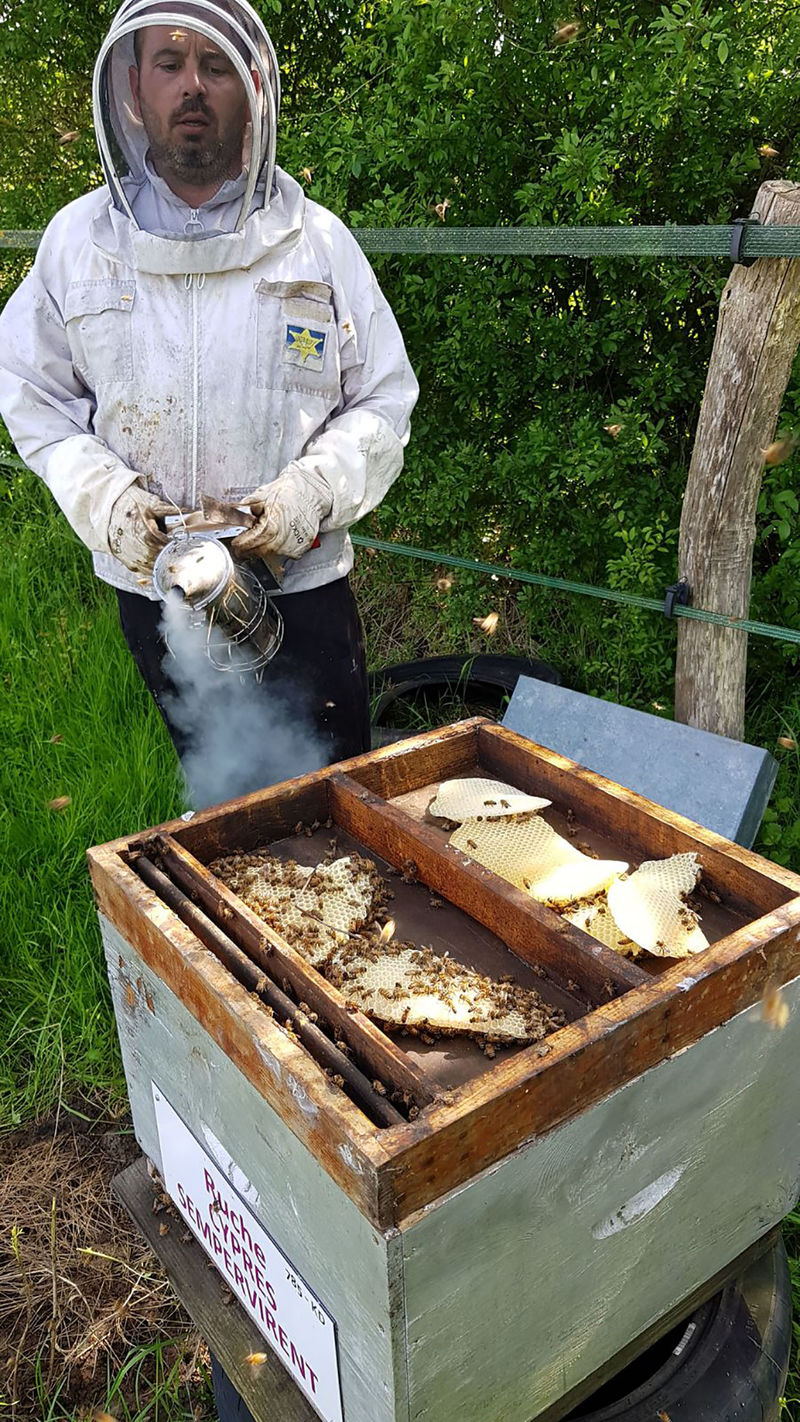 La ruche Cyprés sempervirent