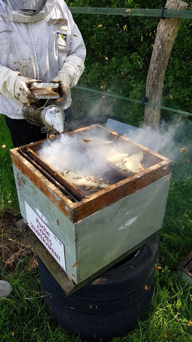 La ruche Cyprés sempervirent