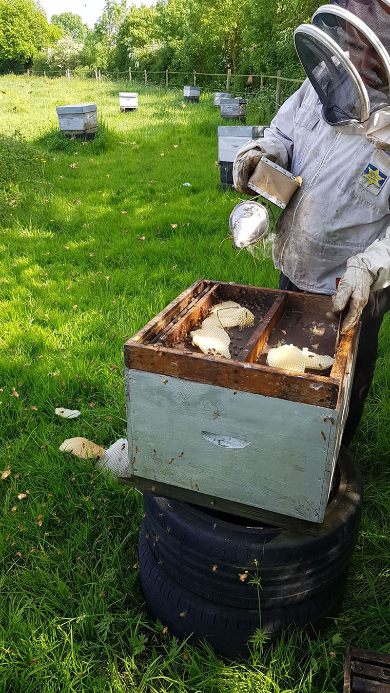 La ruche Cyprés sempervirent