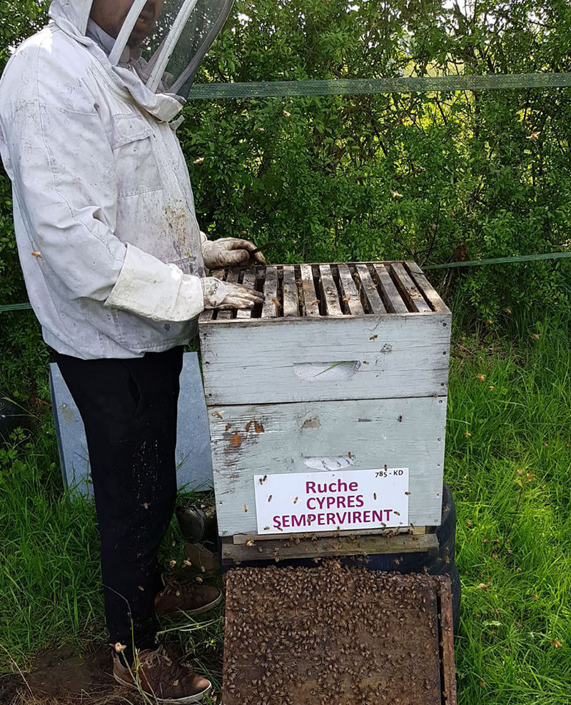 La ruche Cyprés sempervirent