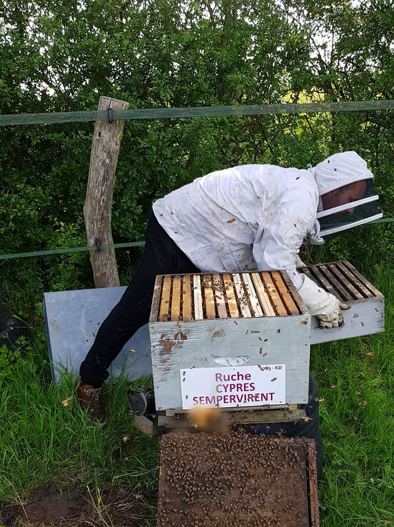 La ruche Cyprés sempervirent