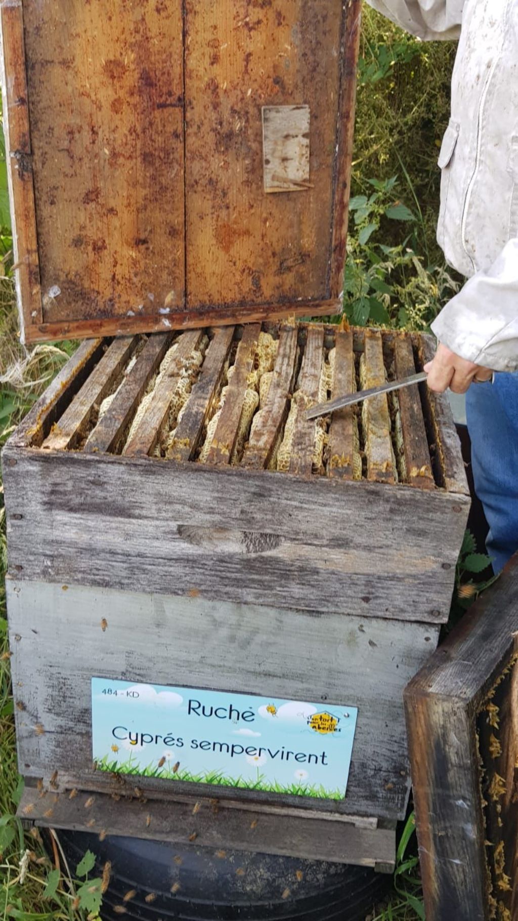 La ruche Cyprés sempervirent