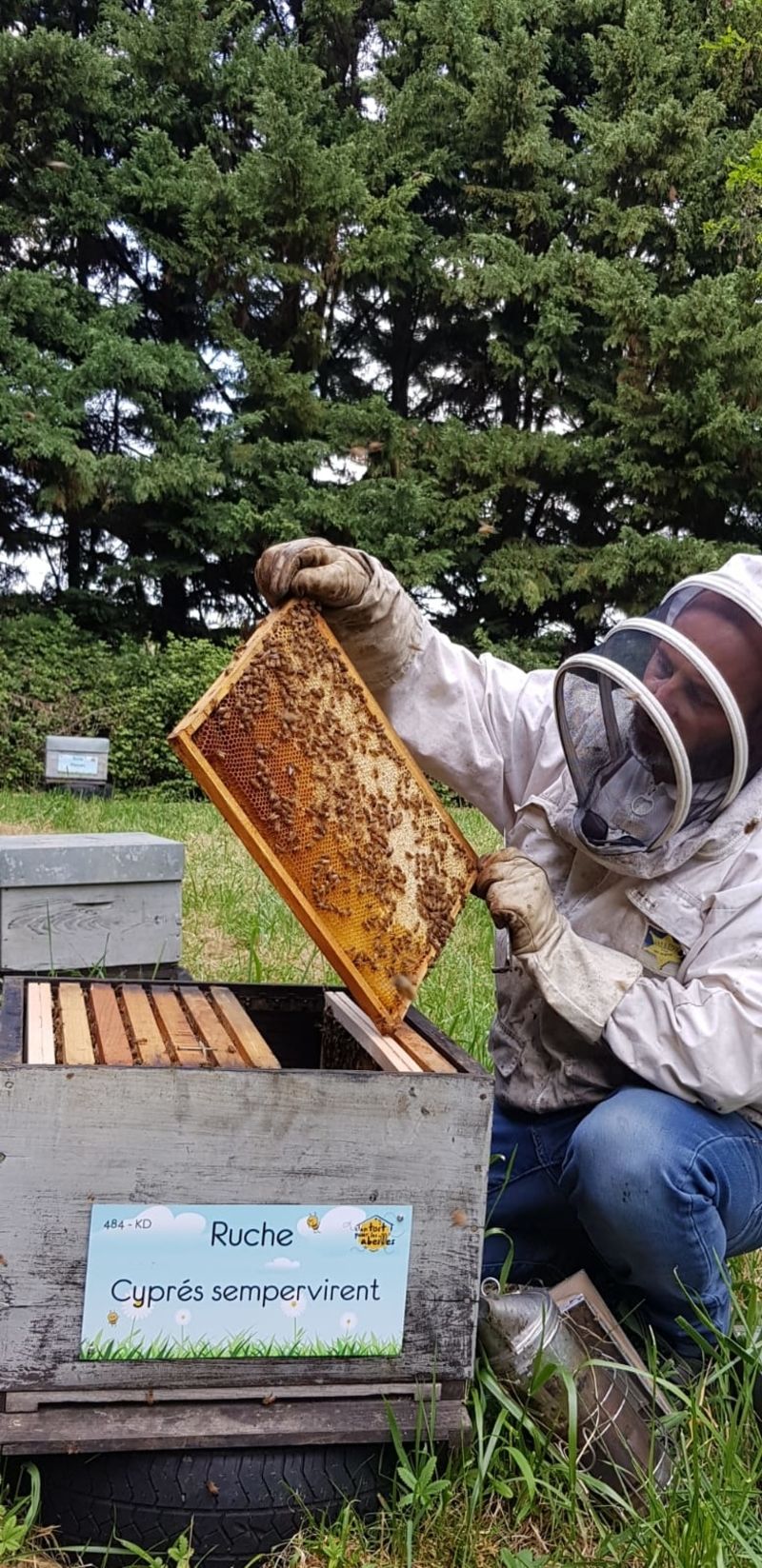 La ruche Cyprés sempervirent
