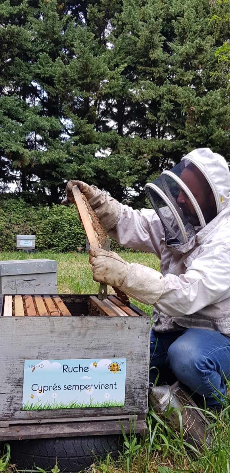 La ruche Cyprés sempervirent