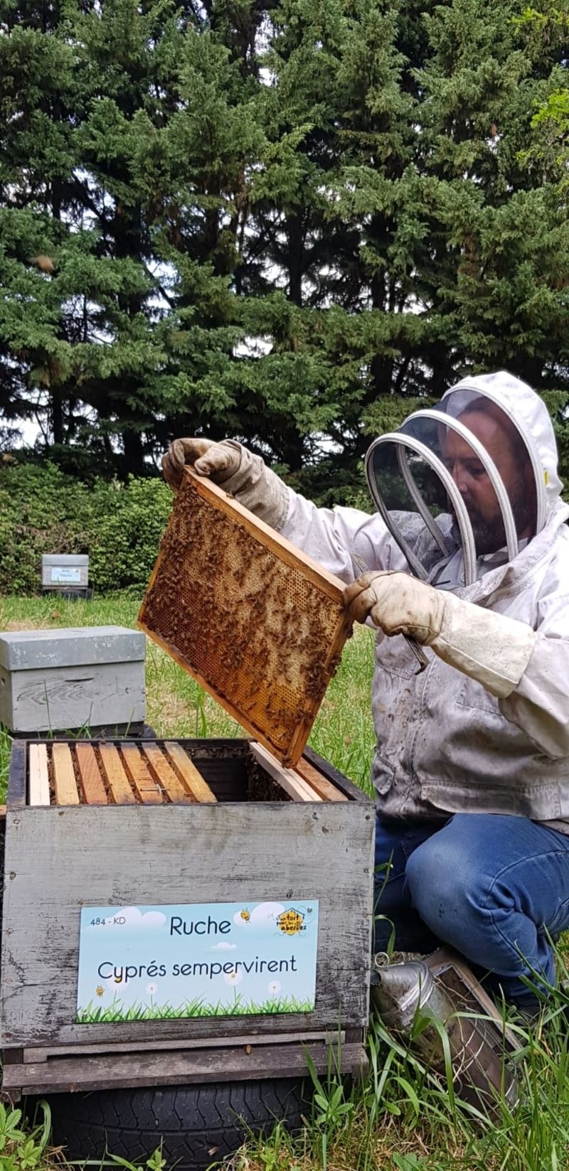 La ruche Cyprés sempervirent