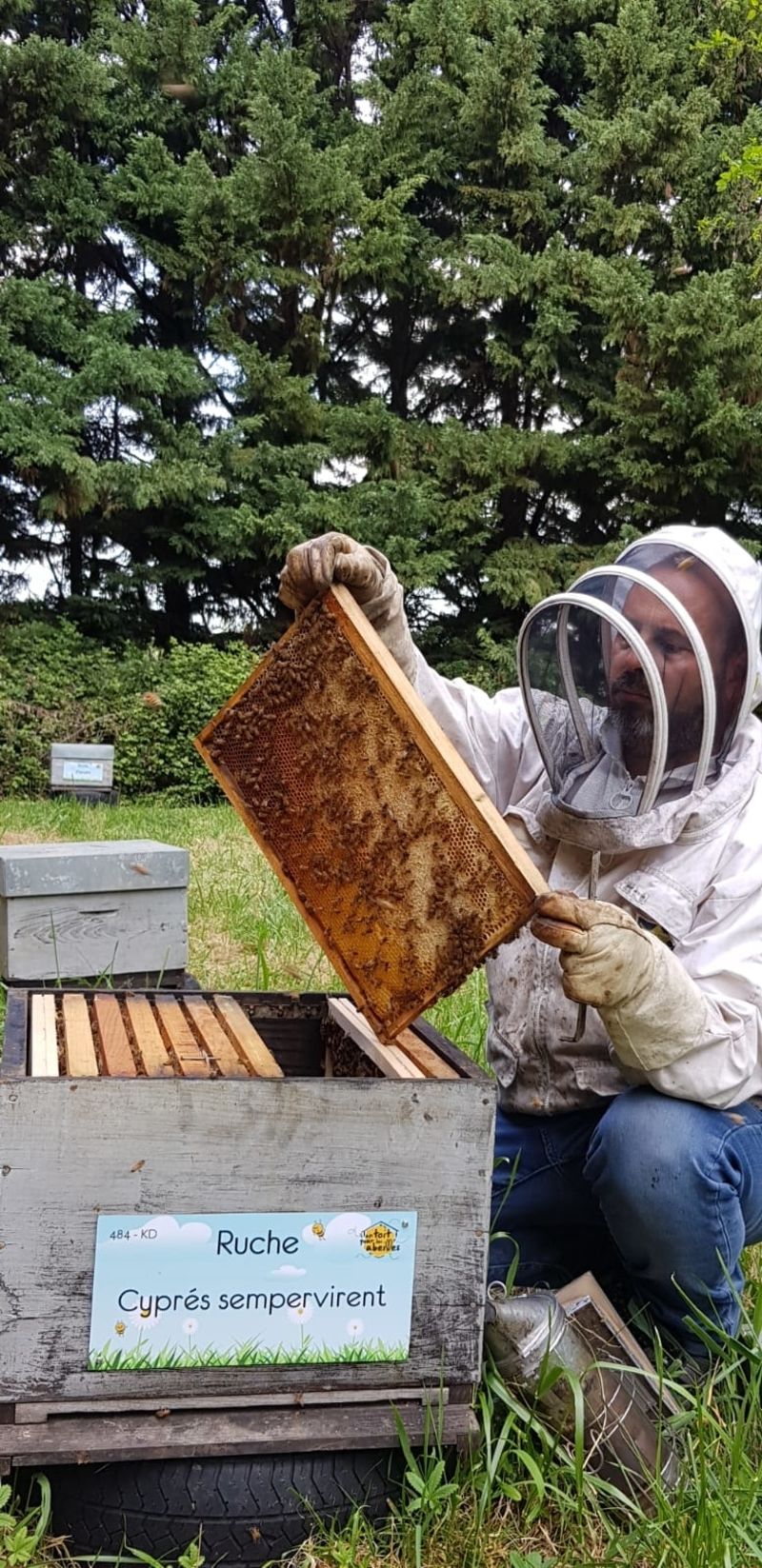 La ruche Cyprés sempervirent