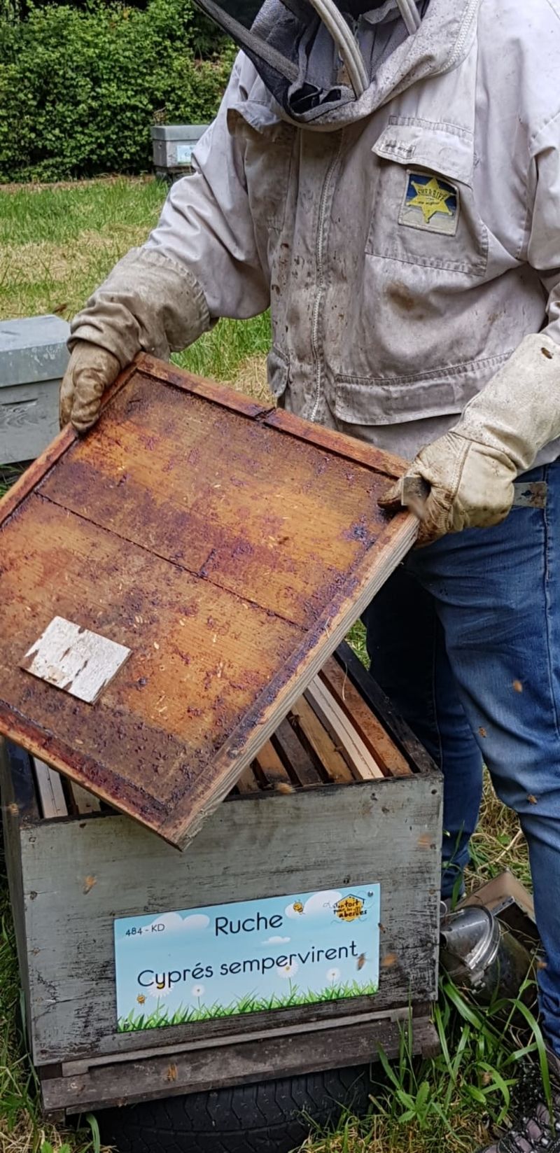 La ruche Cyprés sempervirent