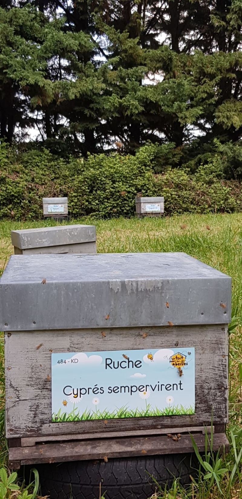 La ruche Cyprés sempervirent