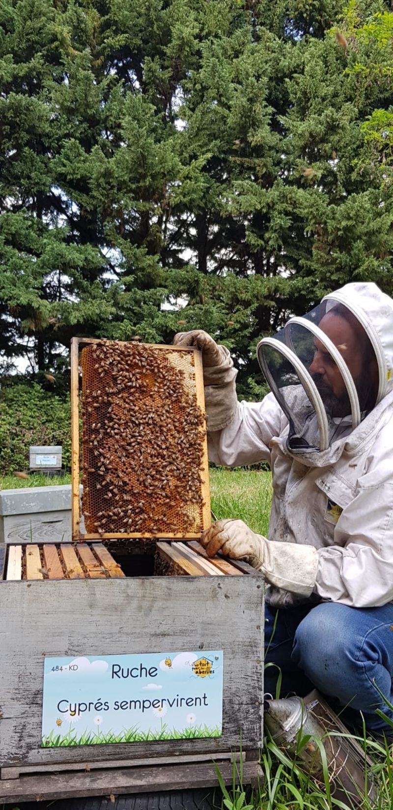 La ruche Cyprés sempervirent